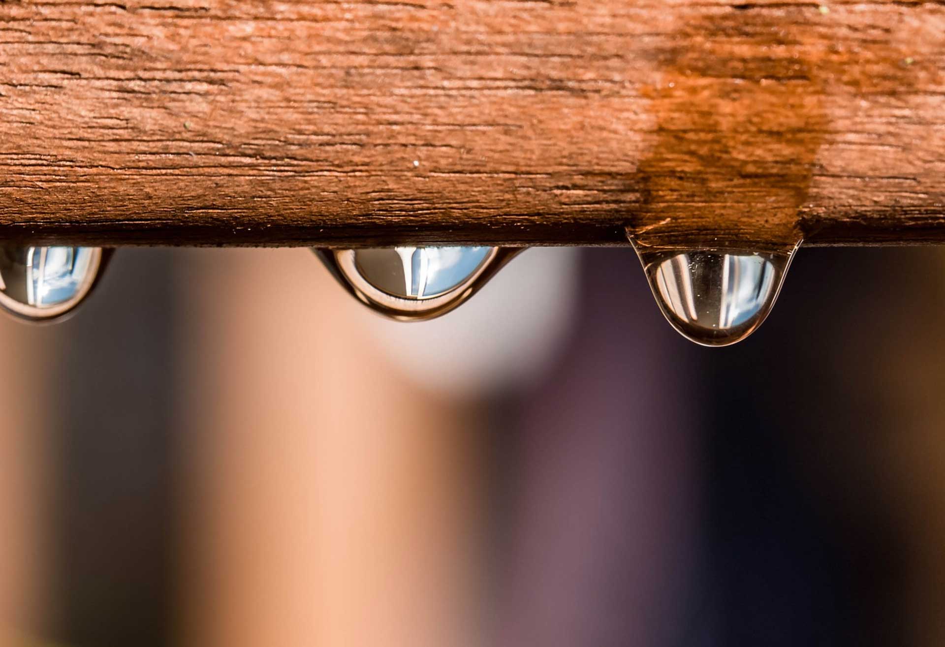 Forest Products Bg Processed Forest Products