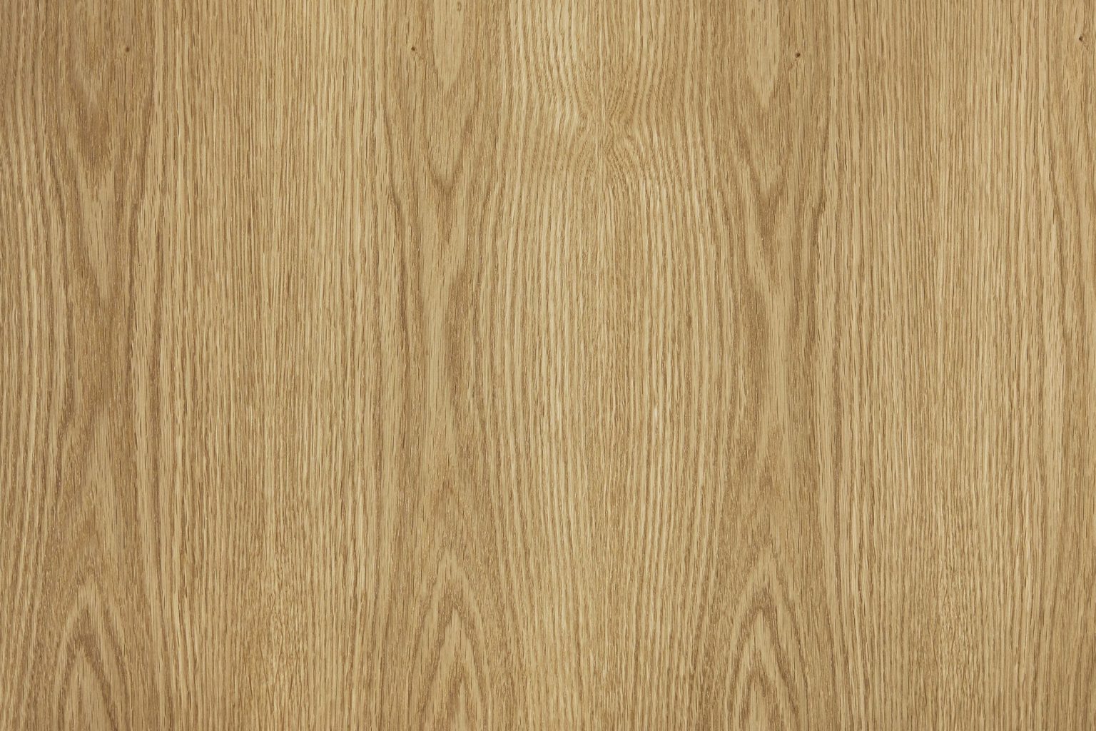 Medium European Oak Tree (with support) main image 0